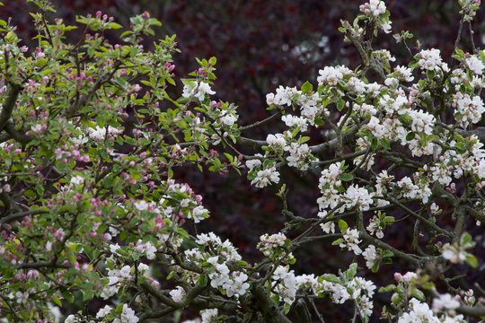 Apfelbaumblüten