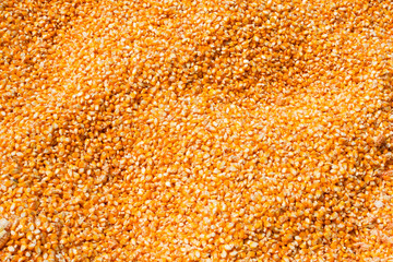 Corn seeds texture background