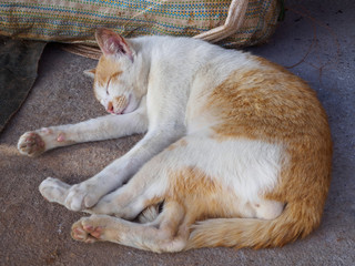 Calm cat sleeps on the street