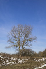 Big poplar on blue sky background, spring time