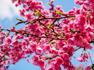 Closeup Cherry, Doi Ang Khang.