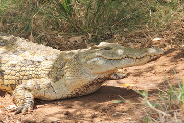 Profilo di coccodrillo in Kenya