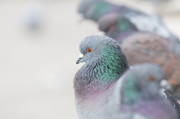 Taube mit weichem Bokeh Hintergrund © Jamrooferpix