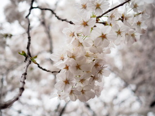 美しい桜