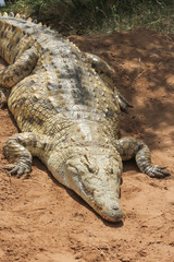 Coccodrillo nel parco nazionale dello Tsavo in Kenya