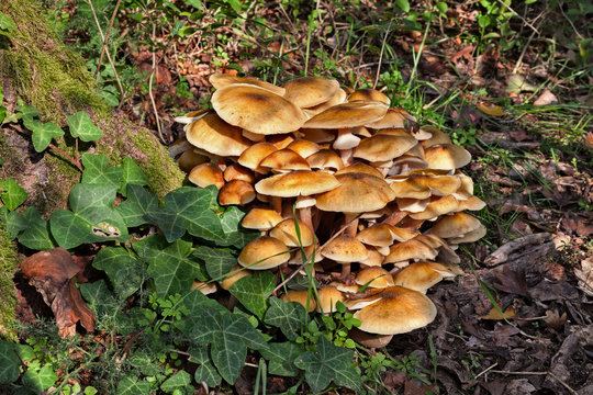 honey mushroom, group of edible armillaria mellea growing in the woods - bunch of fresh honey fungus on the old stump of the forest  
