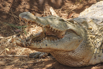Primo piano di coccodrillo
