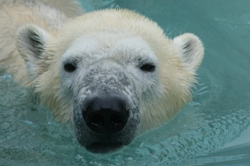 Fototapeta premium ours polaire