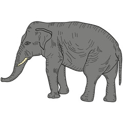 Sketch large African elephant on a white background. Vector illustration