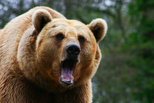 ours brun