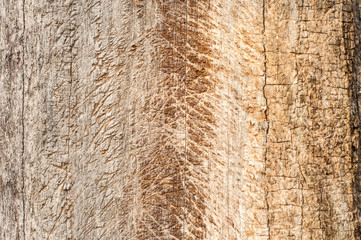 Tree trunk without bark closeup as wooden background