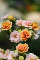 Kalanchoe Flowers