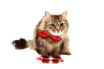 Cat in red glasses and red hat with a bow on the white background with space for writing