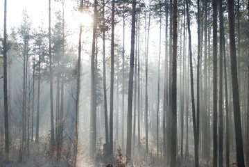 Fototapeta na wymiar Calm foggy morning in pine forest