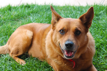 Red Heeler dog