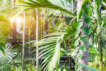 Obraz na płótnie Canvas Sunshine in botanical garden.
