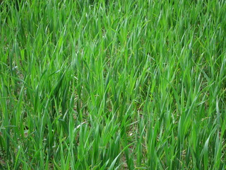 Green wheat