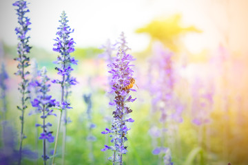 Fototapeta na wymiar Beautiful lavender flower in the garden with colorful sunlight.
