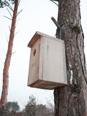 feeder for birds on a tree