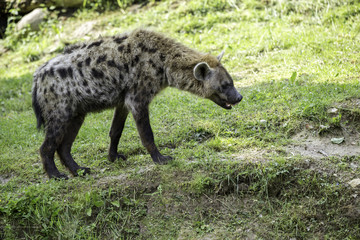 Iena maculata