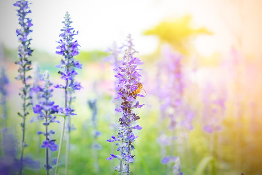 Beautiful lavender flower in the garden with colorful sunlight.