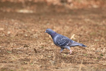 鳩のお散歩