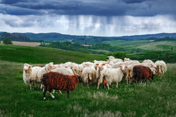 On Tuscany cattle flock sheep graze green grass among the panorama of ominous wild rain storm and green fields. After the rain is a beautiful mist at dawn. Sheep provide merino wool, mutton, milk.