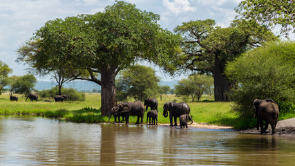 Elephants family