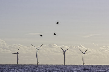 Clean energy. Birds fly past an offshore wind farm designed to help nature.