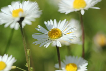 Fototapeta premium marguerites
