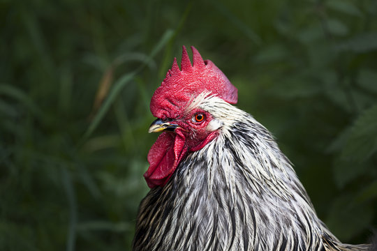 A black cock bird with red face