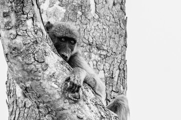 Sad Baboon in Tree