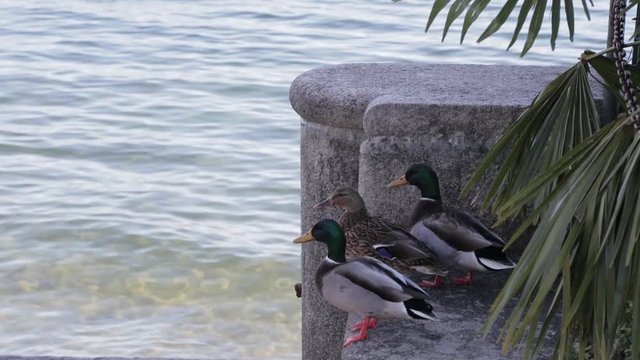 Lake duck animal nature