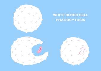 white blood cell eating bacteria . anatomy vector