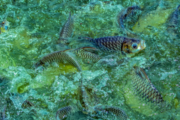 A Carp (Family Cyprinidae) feeding frenzy in very green river water. The backs of the mass of fish break the water with just one frantic looking fishes head protudes. A picture full of color and actio