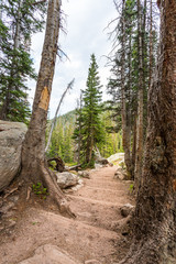 Stone stairway in mountain forest.