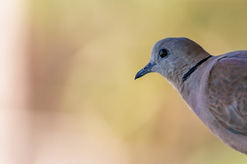 A Eurasian Collared Dove's (Streptopelia decaocto decaocto) head and shoulders protude from the right. Copyspace on left ove a golden brown bokeh background.