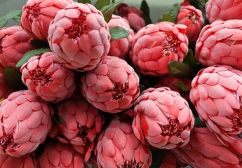 Close Up of Red Artificial Protea Aristata Flowers