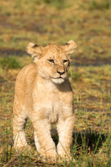 Cute baby lions