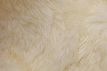 Detail of White Fluffy Wool Texture Background