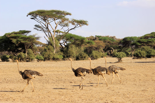 Vogelsträuße im Amboseli Nationalpark