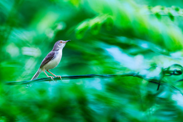 A Plain Prinia(Prinia inornata) perches on some barbed wire. A fast moving green bokeh background gives a feeling of the bird being frozen in time.
