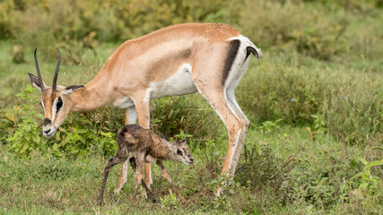 Naklejka na ściany i meble Gazelle, mother with new born baby