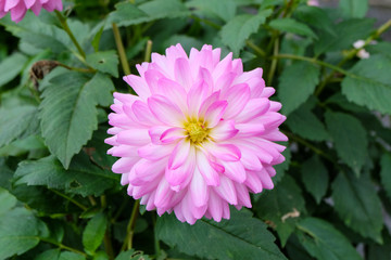 frontal view of a single blooming dahlia (dalia) in a garden with pink and white petals