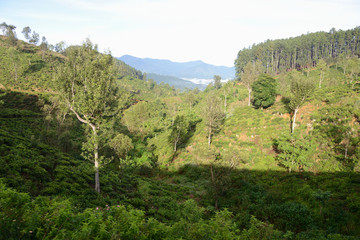 Fototapeta na wymiar Train from Ella to Kandy among tea plantations and mountains, Sri Lanka