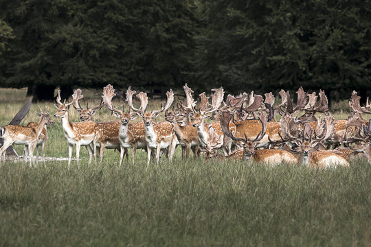 Fallow Deers in Dyrehaven near Copenhagen in Denmark