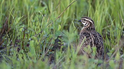 Bird, Rain Quail (Cotumix coromandelica) on the floor with littl