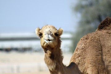 Looking camel
