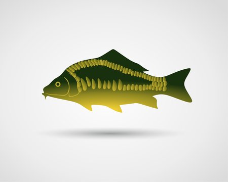 carp