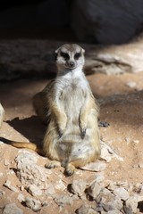 Sitting Meerkats
